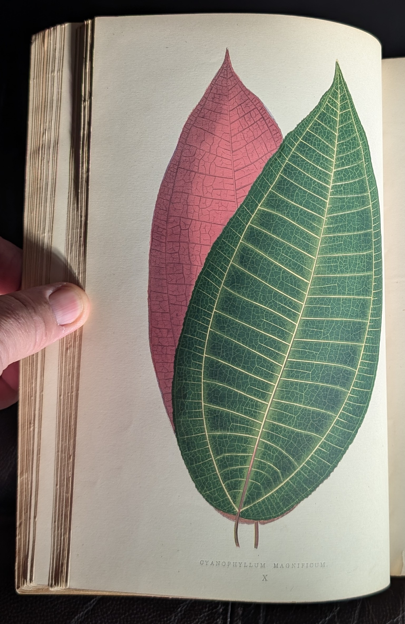 Beautiful Leaved Plants: Being A Description Of The Most Beautiful Leaved Plants In Cultivation In This Country : To Which Is Added An Extended Catalogue By E. J. Lowe, Esq.,. Assisted By W. Howard, With Sixty Coloured Illustrations.